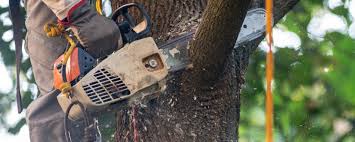 How Our Tree Care Process Works  in  Hoopa, CA