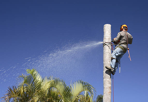Best Arborist Consultation Services  in Hoopa, CA
