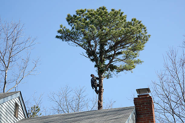 Professional Tree Care in Hoopa, CA