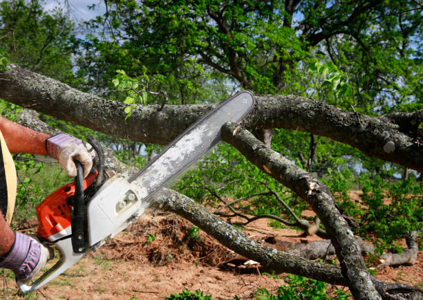 Best Mulching Services  in Hoopa, CA